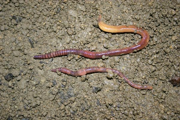 Photo of Eisenia fetida by Earthworm Research Group University of Lancashire